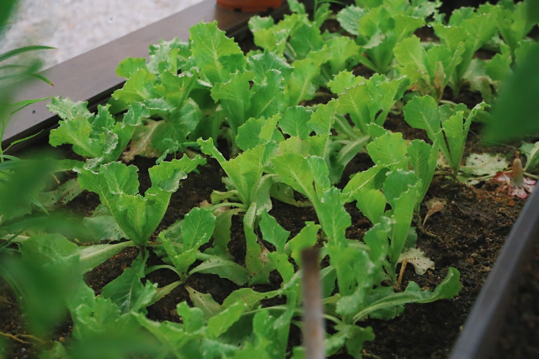 green-plant-on-brown-soil-hmxvff7en0u