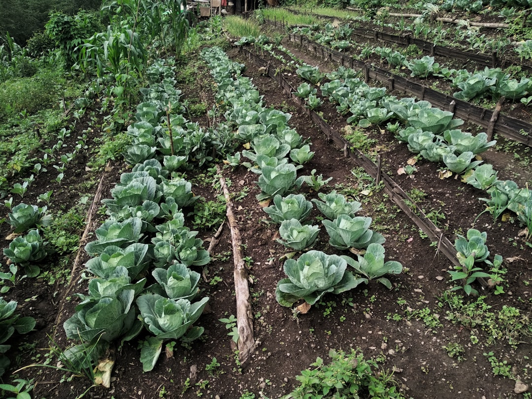 Organic lOve