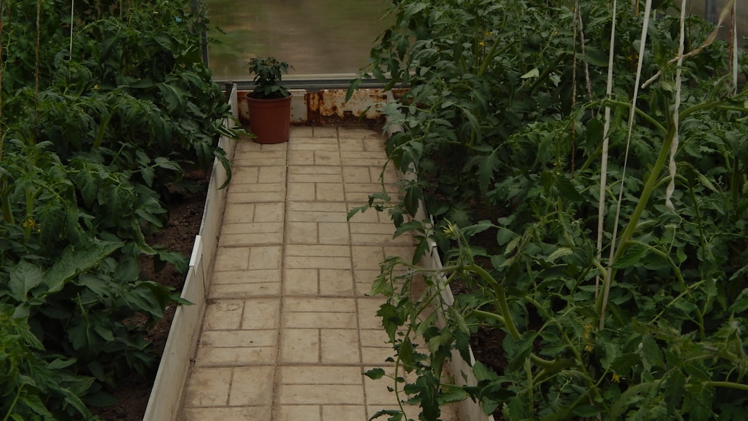 greenhouse-with-tiled-path-and-growing-plants-plvbldqqeac